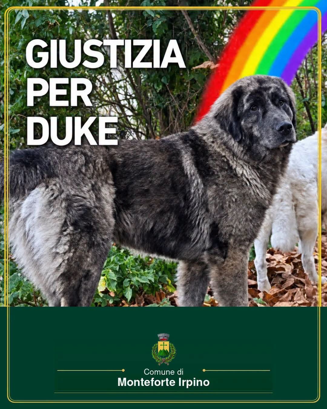 Monteforte  scende in piazza per dire No alla crudeltà sugli animali e per chiedere giustizia per Duke